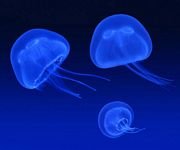 pic for Floating Jellyfish 960x800